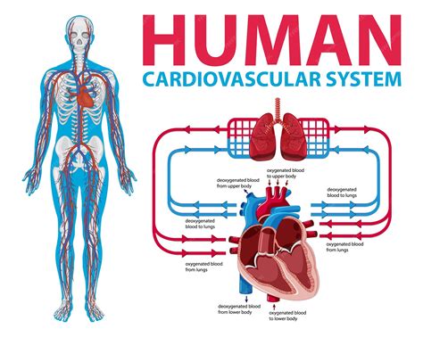Simple Cardiovascular System Diagram