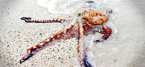 Image result for Alien Octopus Theory