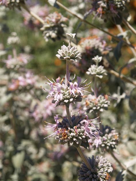 Salvia leucophylla 'Figueroa' (Purple Sage Selection)