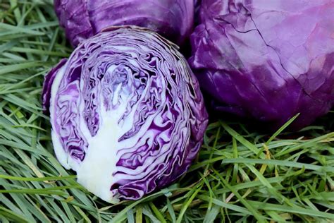 30 Facts About Chinese Cabbage - OhMyFacts
