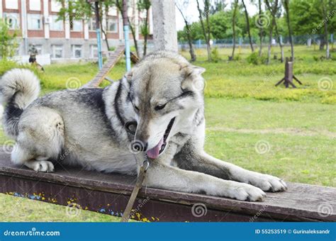 Dog looking sideways stock image. Image of animal, domestic - 55253519