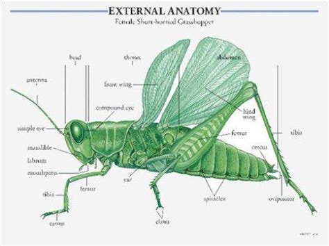 Insects Learning Cards : Instructional Fair: Amazon.in: Books