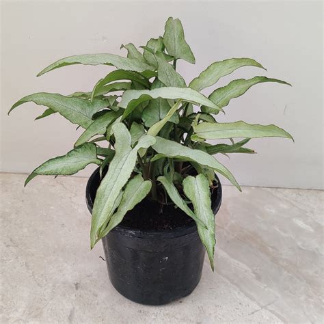 Buy Syngonium (Arrowhead) Plants Online India at Best Price ...