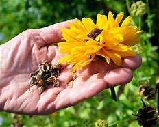 Image result for Harvesting Seeds from Flowers