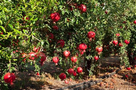 Pomegranate Tree Growing Tips 的图像结果