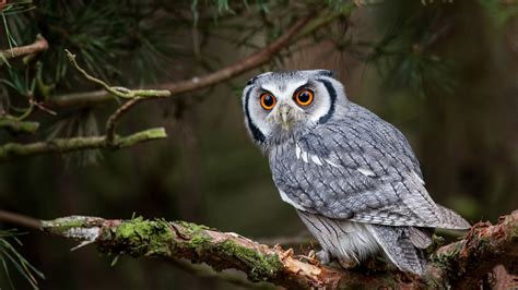 Eurasian Eagle Owl, Northern White-faced Owl 4k, HD Wallpaper | Rare ...
