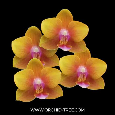 Buy Phalaenopsis Orchids Online India | Moth Orchid Colors Flower ...