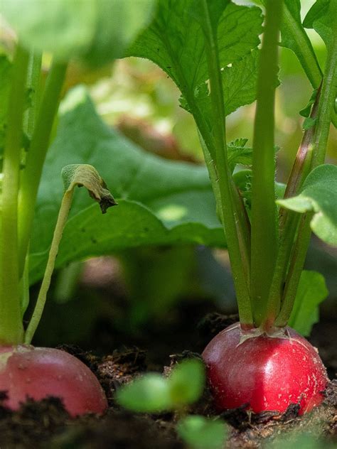 Turnip Red - Open Pollination Seeds – seed and plant