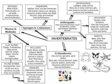 Invertebrates Chart | PDF