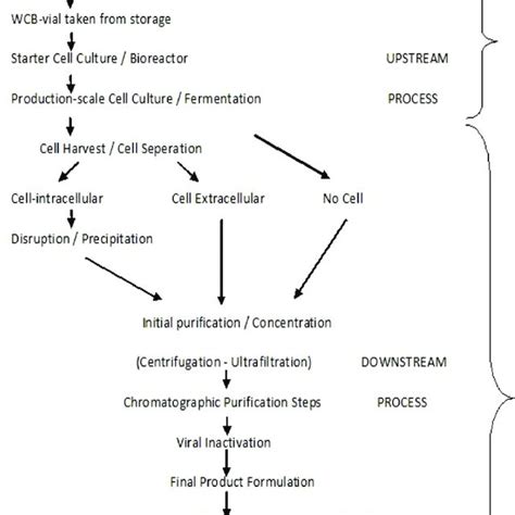 Biotechnology Process Steps Diagram 的图像结果