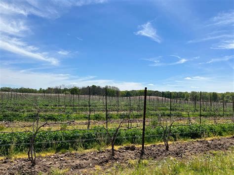 20 Deep Vineyard Easter Egg Hunt, 187 Mendon Ionia Rd, Mendon, NY ...