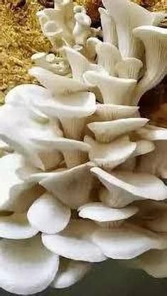 OMAZE MUSHROOM SPAWN SEEDS Seed Price in India - Buy OMAZE MUSHROOM ...