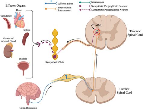 Frontiers | Consequences of spinal cord injury on the sympathetic nervous system