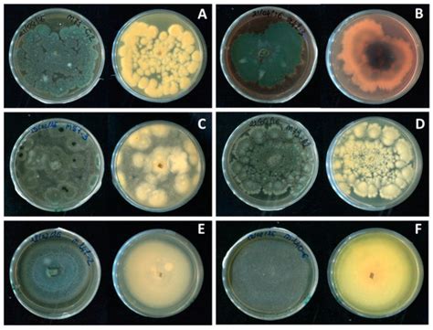 JoF | Special Issue : Diagnosis of Plant Pathogenic Fungi and Oomycetes ...