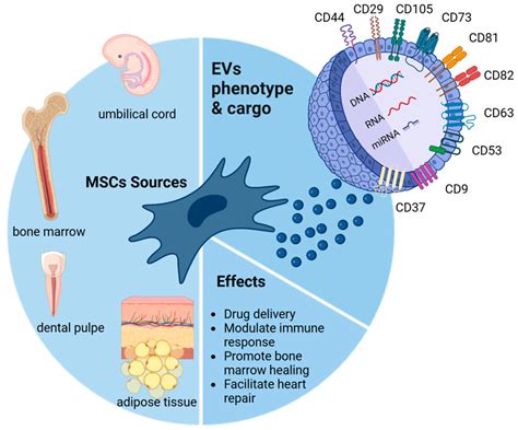 Potential of Mesenchymal Stromal Cell-Derived Extracellular Vesicles as Natural Nanocarriers ...