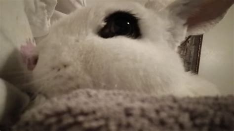 Massage Using Rabbit Fur 的图像结果
