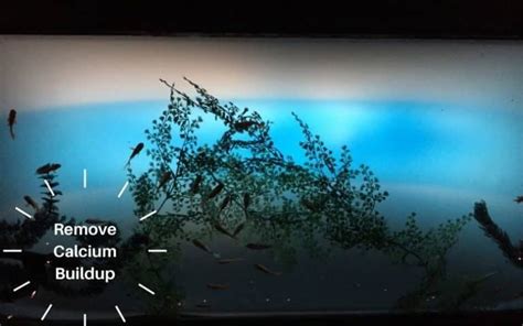 Image result for External Fish Filter Calcium Buildup