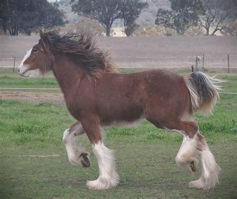 Tumble Weed for sale | Classifieds | Horses | Toolleen VIC| HorseDeals, Australia