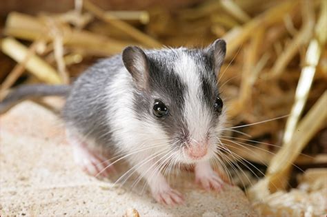 zauberhafte zahme und liebe Rennmäuse in Hausham | Tiere | Kleinanzeigen