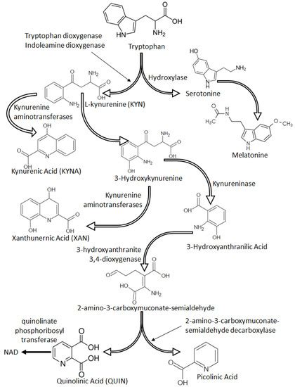 Pathomechanisms of Non-Traumatic Acute Brain Injury in Critically Ill ...