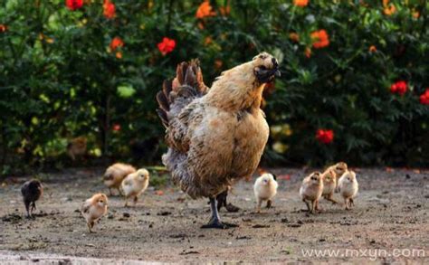 梦见母鸡带着一群小鸡是什么意思预兆 - 原版周公解梦大全