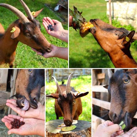 What Can Goats Eat For Treats at Penny Troche blog
