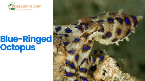 Image result for Blue-Ringed Octopus Predators