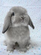 Image result for baby holland lop bunnies colors