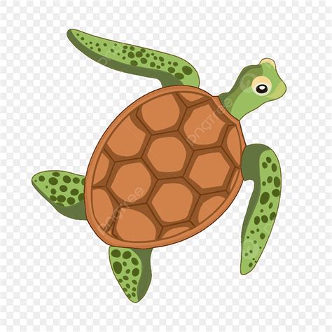Cute Turtles Clipart