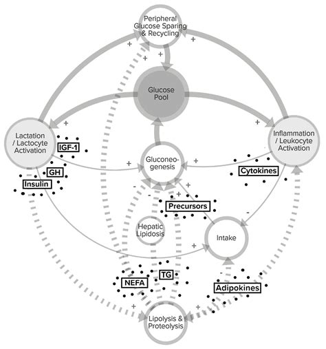 Mismatch of Glucose Allocation between Different Life Functions in the ...