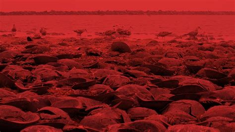 Image result for Alien Isolation Head Crab