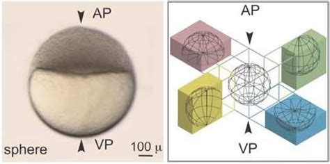 Zebrafish Embryo Time-Lapse 的图像结果