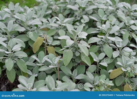 Blurry Spanish Sage Growing in Spring Garden, Salvia Lavandulifolia ...