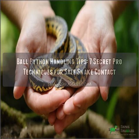 Image result for Handling a Ball Python