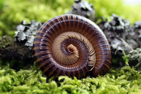Are Millipedes Poisonous