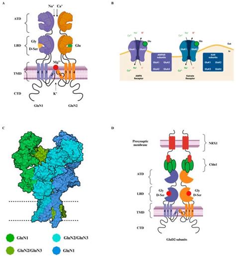 NMDA Receptors in Neurodevelopmental Disorders: Pathophysiology and ...