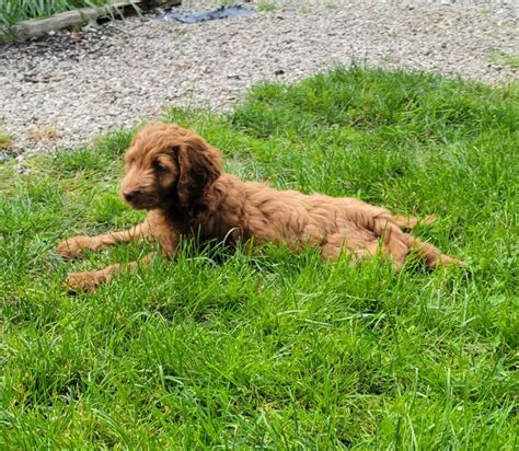 Image result for Old Cockapoo