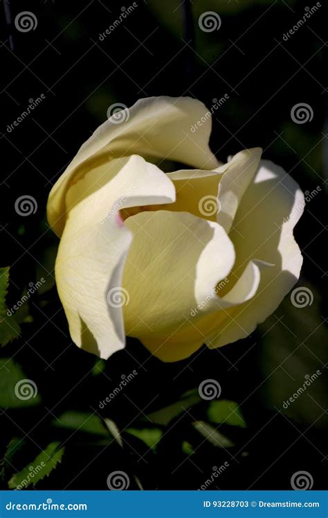 Innocence and Desire IV stock image. Image of innocence - 93228703