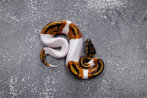 Image result for Pied Zebra Python