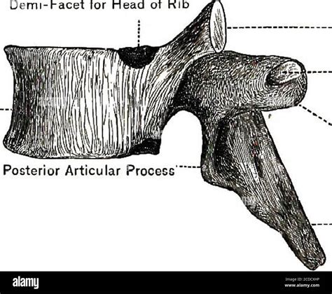 . Physiology, experimental and descriptive . Transverse Process Spinous ...
