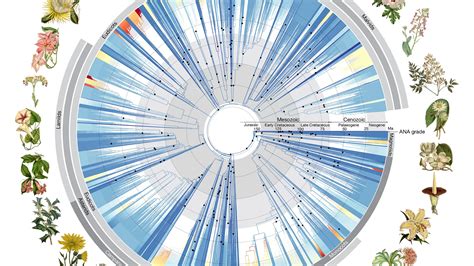 Image result for Animal Evolution Tree