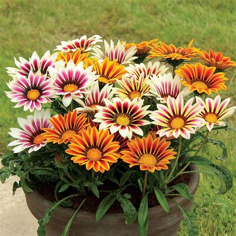 Gazania Sunshine Hybrid Mixed (Treasure Flower) quality flower seeds ...