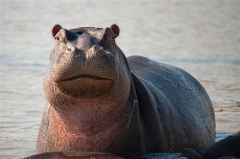 Image result for Hippo vs Python
