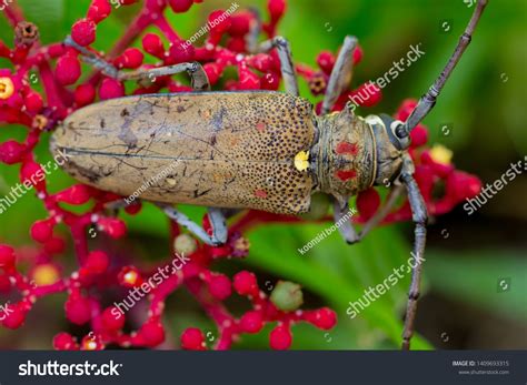Exotic Beautiful Longhorn Beetle Palo Verde Stock Photo 1409693315 ...