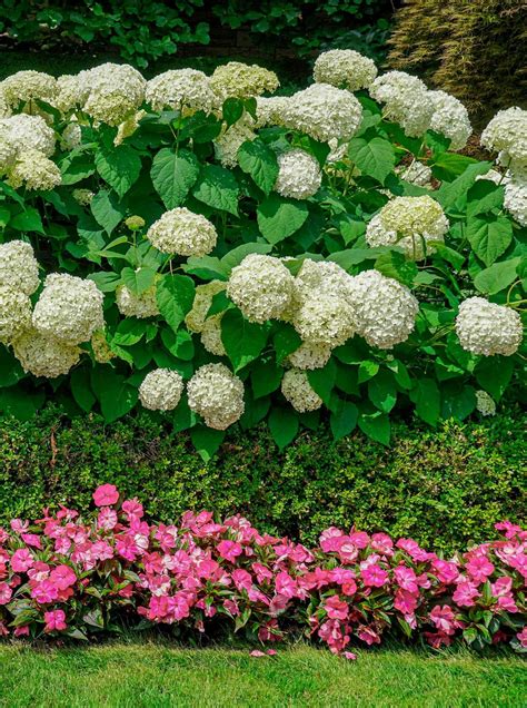 Hydrangea Companion Plants | Planting hydrangeas, Beautiful flowers ...