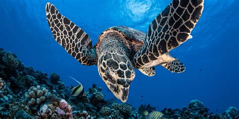 Image result for Apollo Pest Control