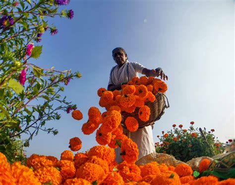 Flower Gardener - HUAWEI Community