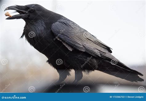 Image result for Toad Eating Raven