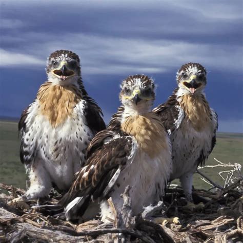 Wildlife 的图像结果