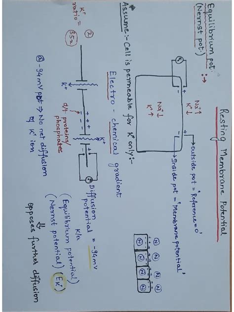 Image result for Resting Membrane Potential Flow Chart